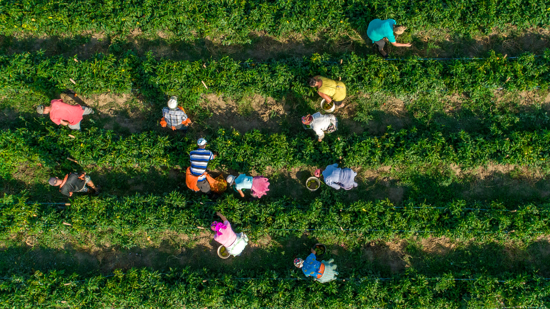 Drone Image - Full Colour 14